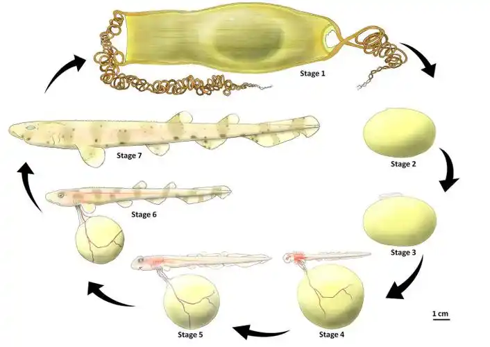 鲨鱼妈妈死了它腹中的卵被人孵出了小鲨鱼
