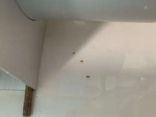 厨房出现的是什么虫,怎么扑杀