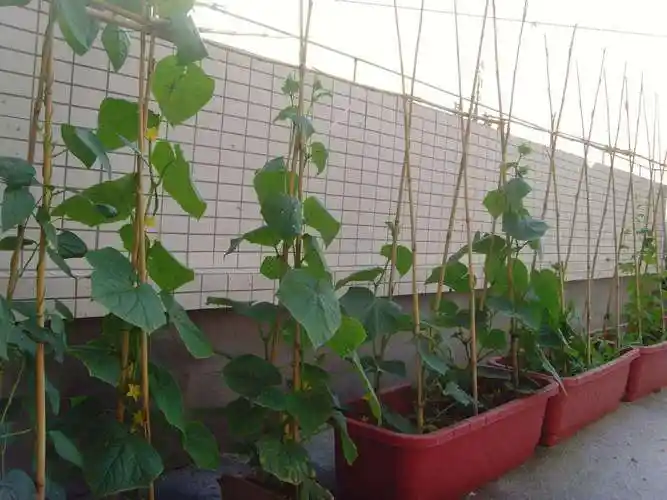 家人吃上新鲜黄瓜的那一刻,才知道这一切辛苦多么值得!