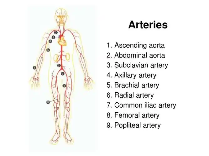 abdominal aorta 3. subclavian artery 4. axillary artery 5.