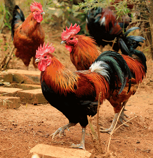 640_663gif 动态图 动图