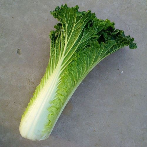 天津麻叶大白菜种子白菜种籽高产抗病秋天秋季家庭园艺种子