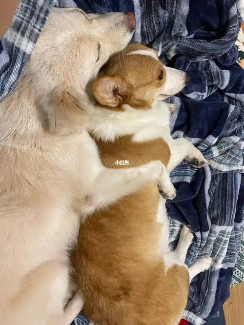 甜蜜蜜#小土狗  #小短腿柯基  的爱情