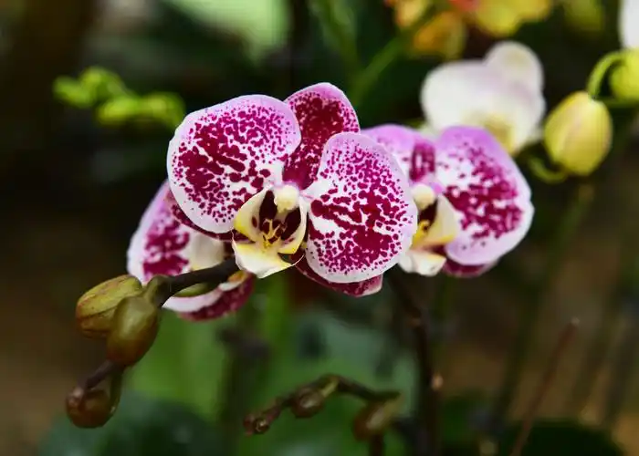 冬去春归,兰陵国家农业公园兰花馆内,各种名贵蝴蝶兰花争奇斗艳,引来