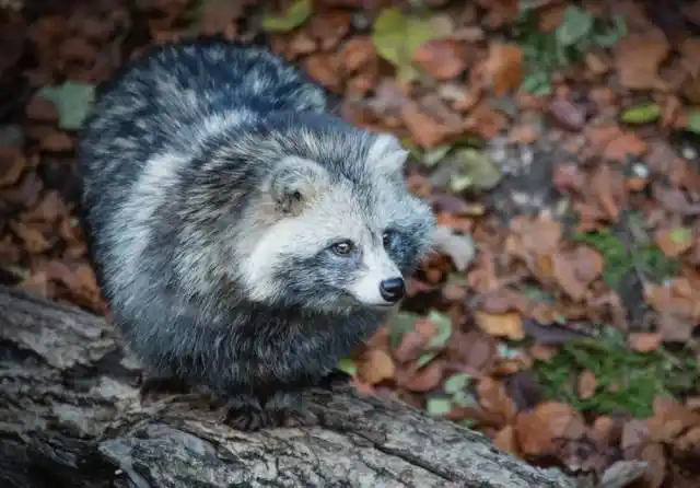 貉 貉属于犬科动物,是犬科动物中唯一会冬眠的生物.