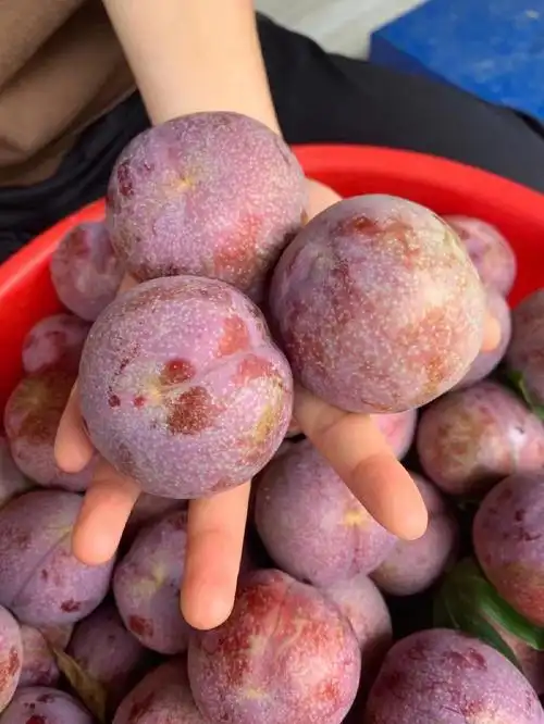 特大号钱排银妃三华李你心动了吗