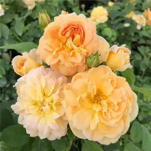 【俄州黄金】爬藤月季苗藤本绿植玫瑰室内花卉盆栽蔷薇科观花植物