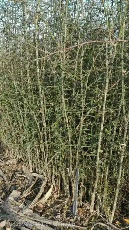 枳壳苗品种 现货脱毒枳壳苗价格 篱笆枳壳苗规格