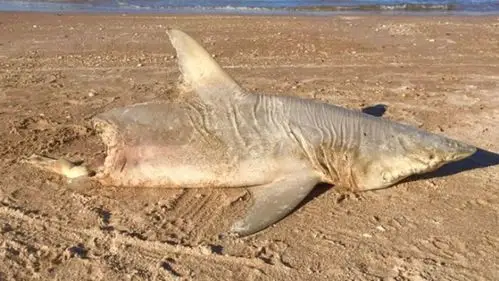 美国佛罗里达州海滩惊现半截鲨鱼尸体