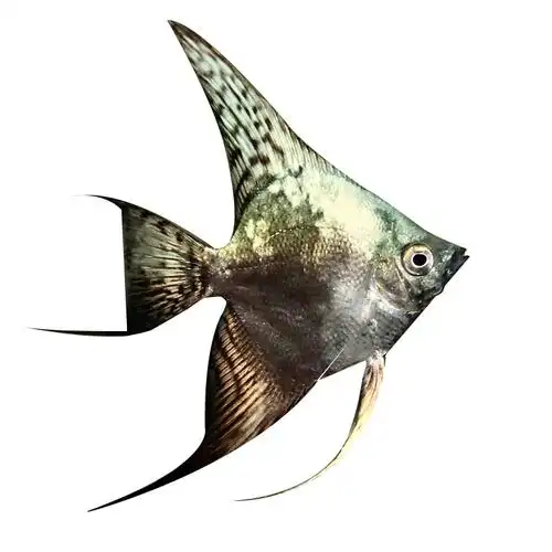 神仙阿凡达烟熏仙鱼燕鱼熊猫埃及金头墨燕黑热带鱼鱼