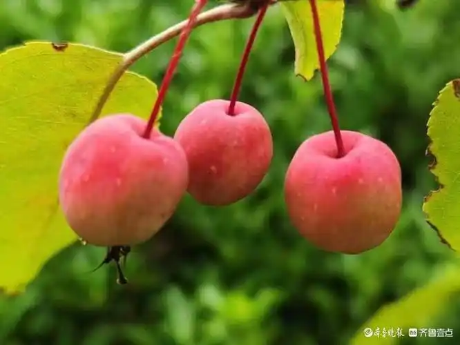 海棠在春天绽放出美丽的花朵,夏天结出累累硕果.果实个头不大,小