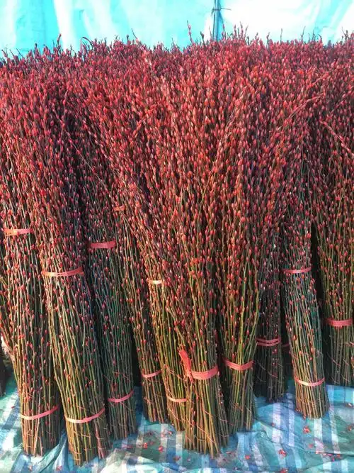 [银柳批发]四川银柳!基地直发!品质保证!自产自销!价格0.