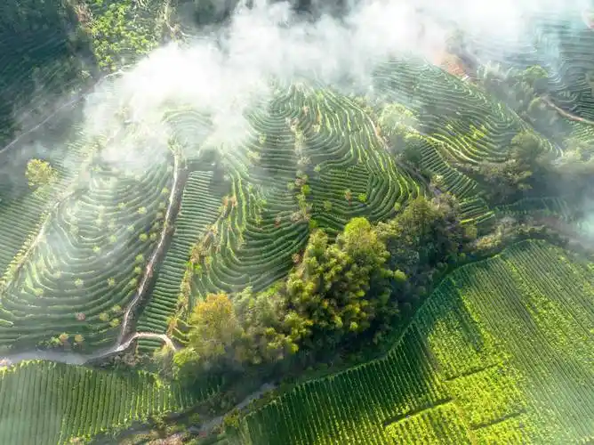 福建武夷山燕子窠茶园在云雾缭绕中美如画