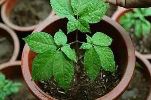 西洋参盆栽种植方法西洋参功效与作用