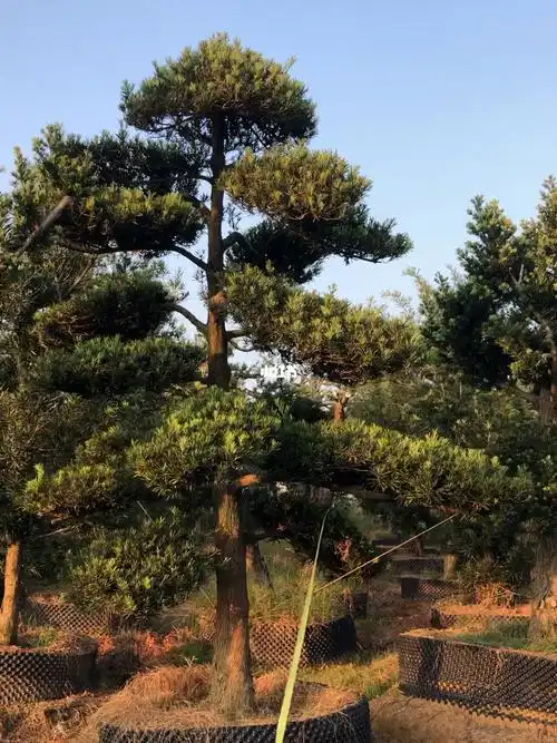 直杆造型庭院罗汉松直径20厘米