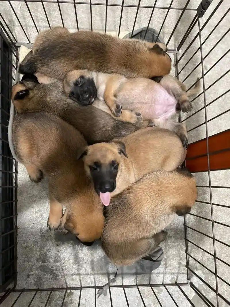 小马犬们满月了 今天正好是一个月了