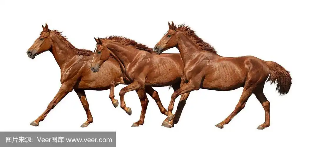 三匹马跑得很快,孤立在白色上