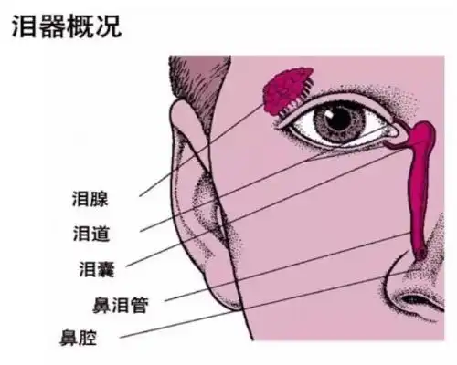 泪囊泪道炎症状如何治疗_泪囊泪道炎症状的病因有哪