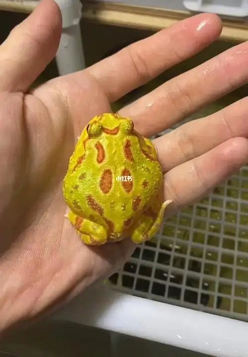 我出不了四川你带一个赖格宝走吧