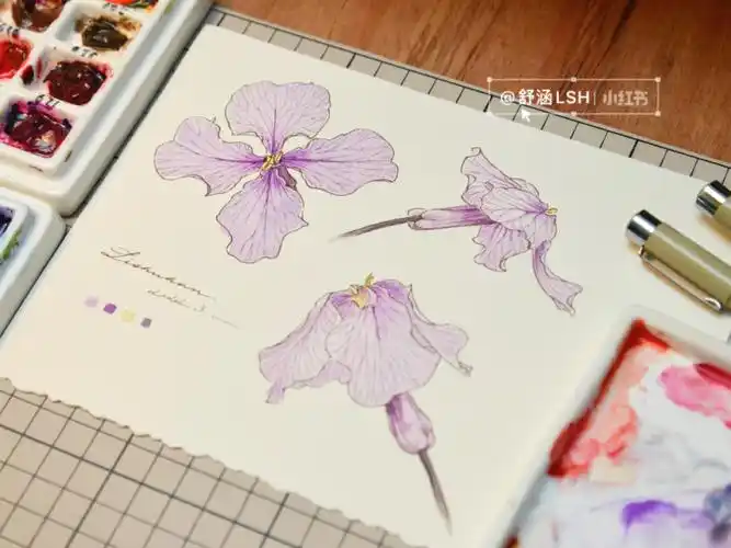 钢笔淡彩二月兰的画法