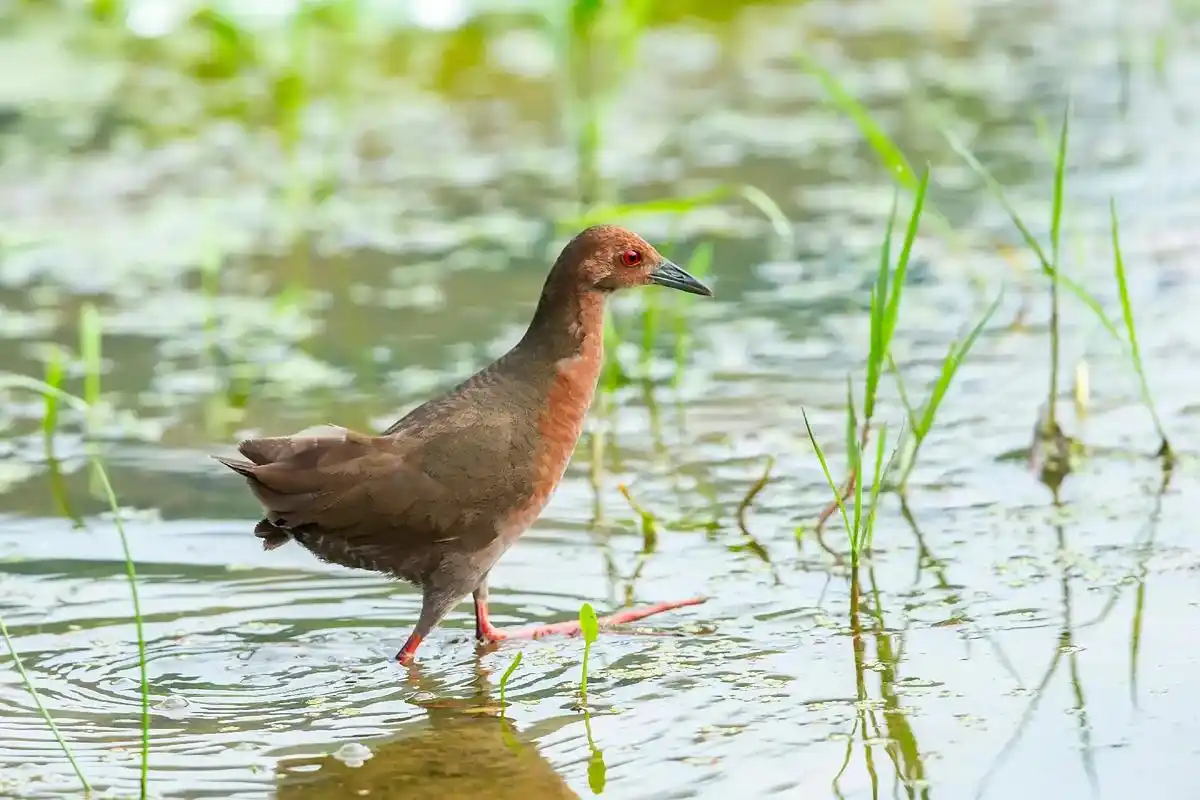 红胸田鸡.#野生鸟类摄影  - 抖音