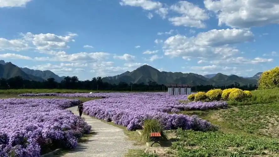 北京昌平七孔桥花海,大片淡紫色的姬小菊盛开在初秋的艳阳下