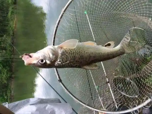 重唇鱼稀有难钓,做好这两点依然可以连竿上鱼