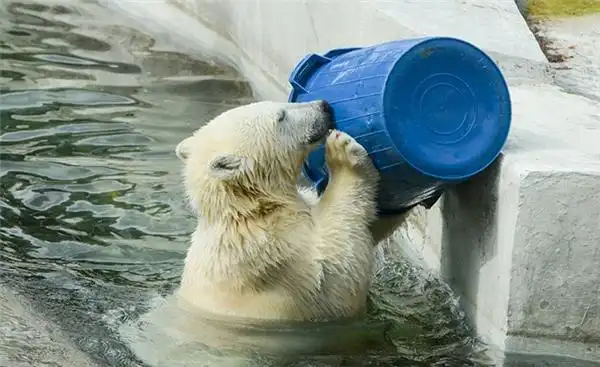 摄影北极熊用水桶喝水的趣图集