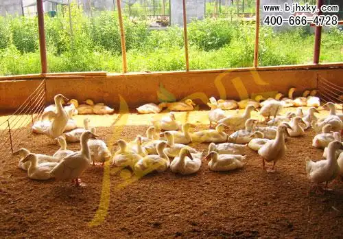 发酵床养殖填鸭维护技术要点