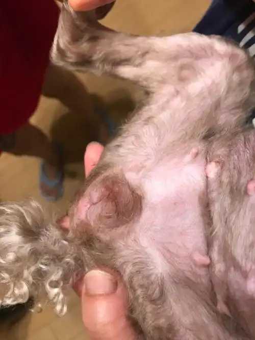 狗狗会定点大小便的最近突然乱拉大小便.小桃子肿大.已绝育.