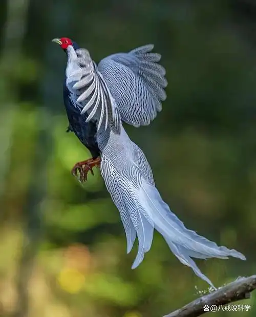 不怕人类!"林中仙子"白鹇逛小区进校园觅食 网友:踩点蹭饭