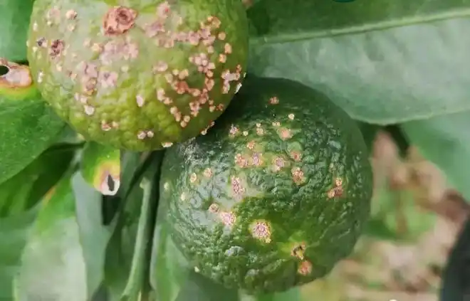 柑橘溃疡病高发期来袭不做好防治每斤果亏23块钱