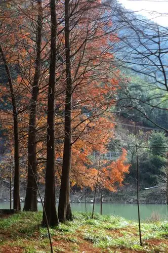 〈走进临海小芝镇溪下村红衫林〉远远地看见青山绿水间一抹亮红,一颗