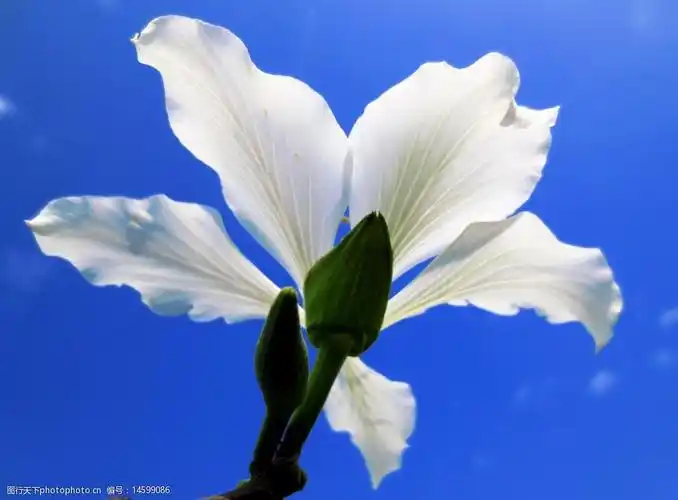 关键词:白色花 花朵 白色紫荆 蓝天背景 植物花朵 高清 花卉摄影 摄影