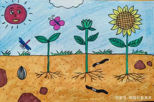 《向日葵的生长过程》