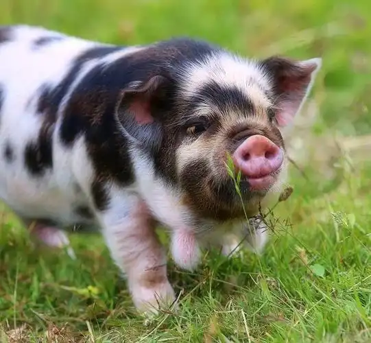 世界各地奇异的猪,你见过几种? - 知乎