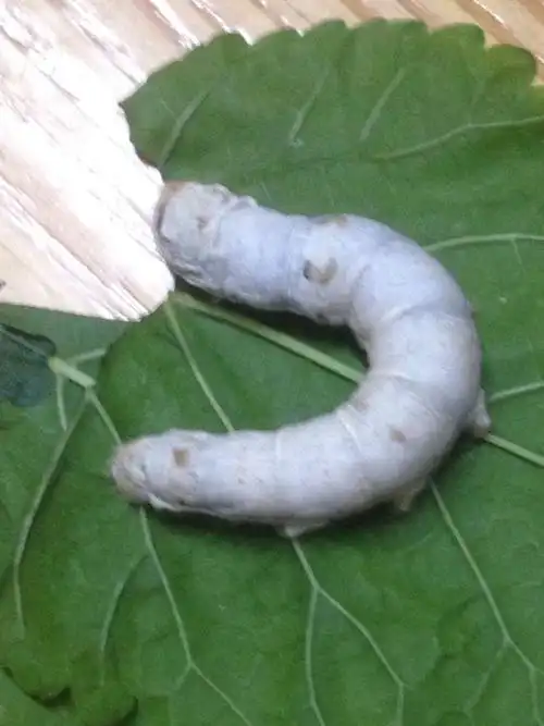 一只蚕变飞蛾的时候能不能缠蛋