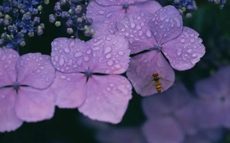 好看的紫色花丛图片-花卉壁纸-高清花卉图片-第4图-娟娟壁纸