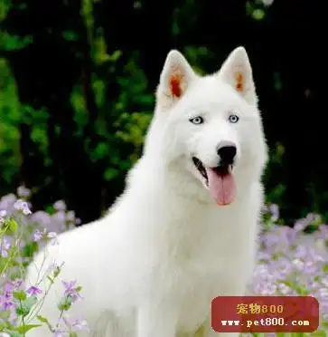 纯白色像狼叫的是什么狗