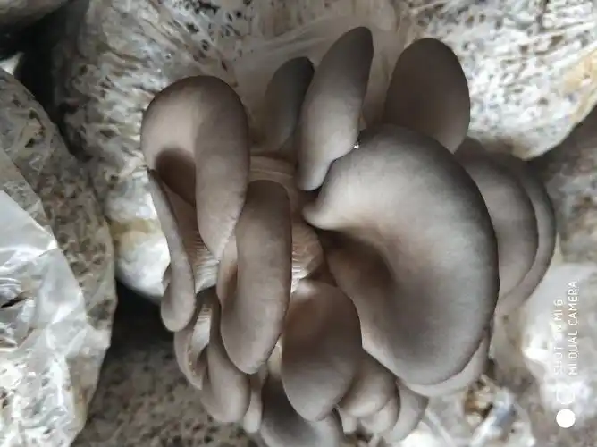 河南清丰县黑平菇大量出售,微信电话同号,13183.