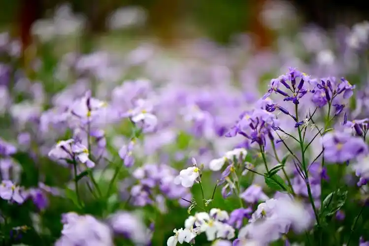 其它 岁月静好 写美篇着一身旗袍 招摇成一朵花 风