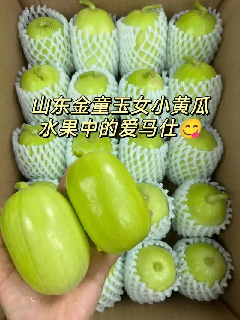 山东金童玉女黄瓜