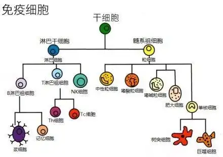 免疫细胞全家福