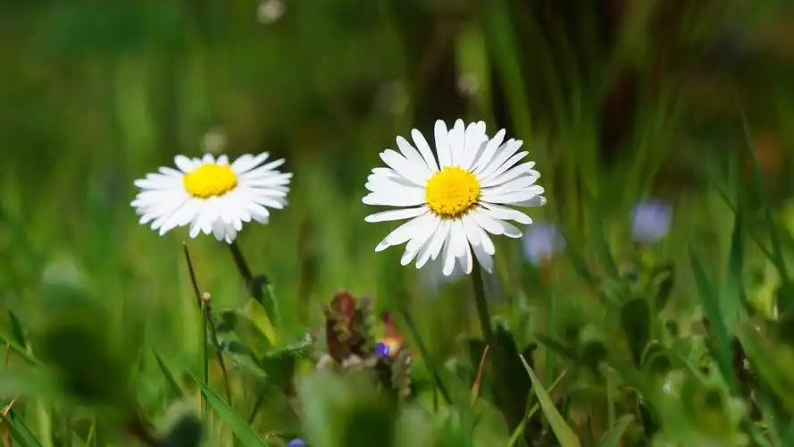 唯美小清新雏菊5k壁纸