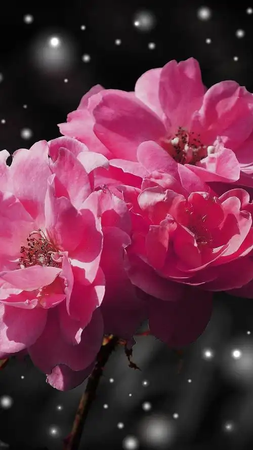 炫丽唯美花卉图片手机壁纸