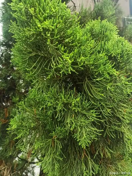 四季常青——圆柏