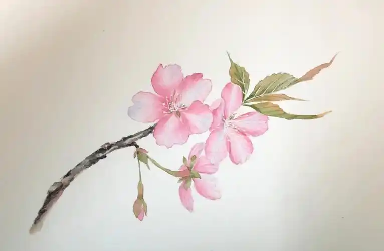 一小枝樱花94#水彩  #画画  #水彩画教程
