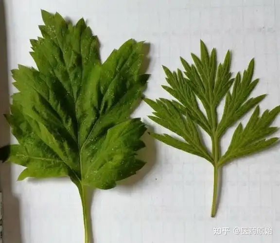 带你识别艾叶