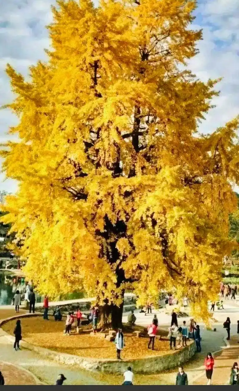 如果有一天我们分离,关于你的我都会忘记,我会一个人选择失忆, - 抖音