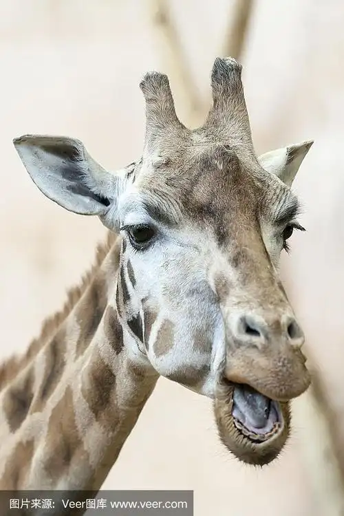 长颈鹿头的特写镜头